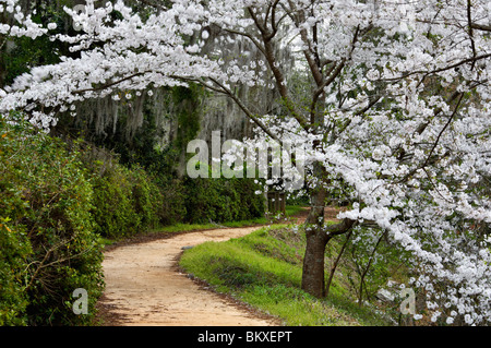 Blühender Kirschbaum in voller Blüte Weg in Edisto Memorial Gardens in Orangeburg, South Carolina Stockfoto