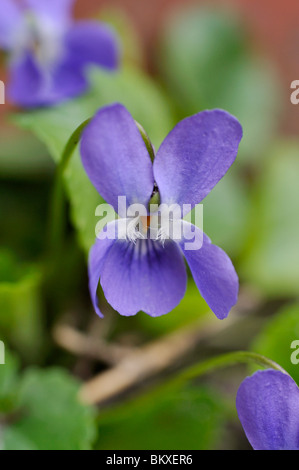 Wohlriechende Veilchen (Viola Odorata) Stockfoto