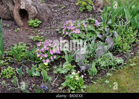 Comon Primel (Primula vulgaris, Syn. Primula acaulis) und Tulpen (Tulipa) Stockfoto