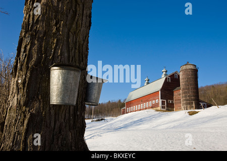 SAP-Eimer auf Ahornbäume auf einer Farm in Pomfret, Vermont. Stockfoto