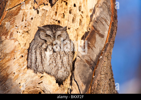 Ost-Kreischeule, Megascops Asio, in Rye, New Hampshire. Graue Phase.  Winter. Odiorne Point State Park. Stockfoto