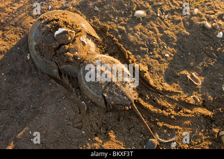 Paarung Pfeilschwanzkrebse, Limulus Polyphemus, bei Ebbe auf der Salz-Sumpf-Seite von Long Beach in Stratford, Connecticut. Stockfoto