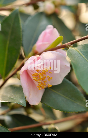 Japanische Kamelie (Camellia japonica 'uftglöckchen') Stockfoto