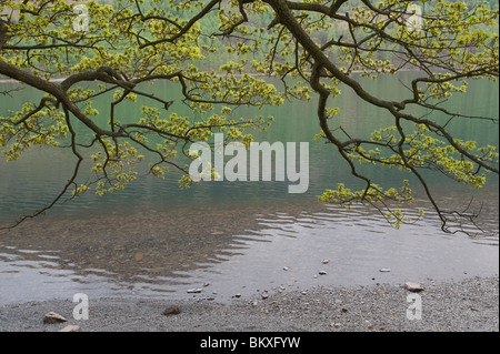 Eichen mit Beginn des Frühjahrs verlässt am Ufer Buttermere im englischen Lake District. Stockfoto