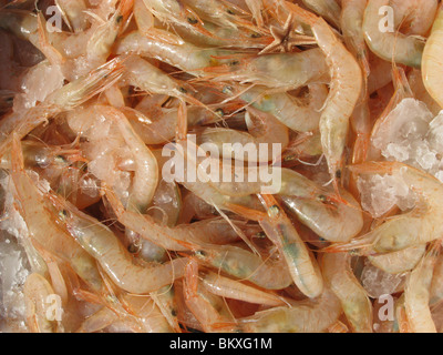 Kisten voll mit Seefisch in Port Dock Hafen Italien Stockfoto