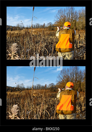 Abfolge von Upland Bird Hunter und Flushing Covey von der Wachtel in Deer Creek Lodge in Webster County, Kentucky Stockfoto