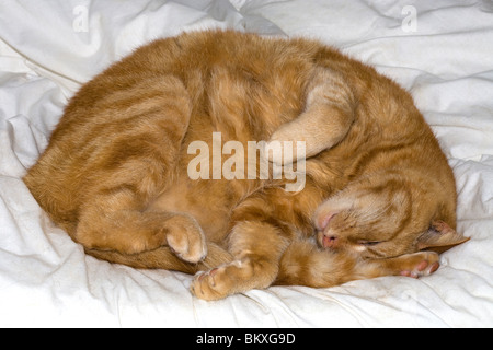 Ingwer schlafende Katze Stockfoto