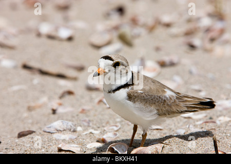 Eine Rohrleitung Regenpfeifer, Charadrius Melodus, am langen Strand in Stratford, Connecticut. Stockfoto