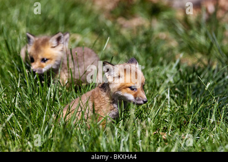 Baby-Rotfuchs ruht in den Rasen in Floyd County, Indiana Stockfoto