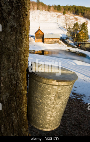 SAP-Eimer auf Ahornbäume auf einer Farm in Pomfret, Vermont. Stockfoto