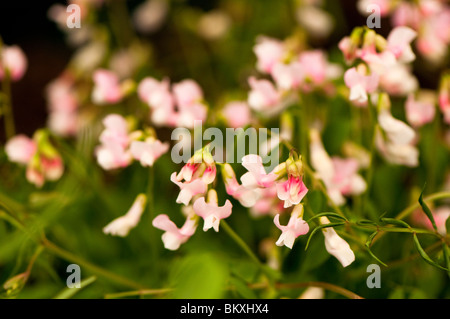 Lathyrus Vernus 'Alboroseus', Frühjahr Erbse, in Blüte Stockfoto