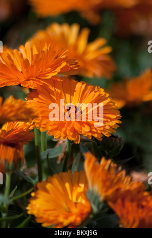 Auch bekannt als Calendula Officinalis, Ringelblume, Marybud, Gold-Blüte und Ringelblume Calendula wird weithin als Gewürz angebaut. Stockfoto