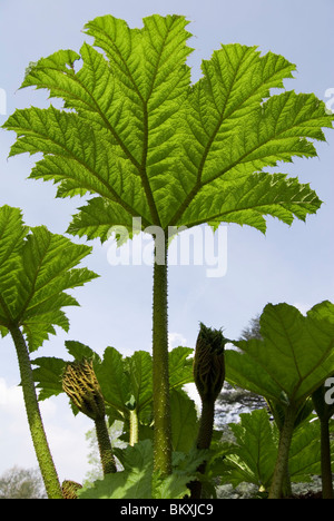 Gunnera manicata Stockfoto