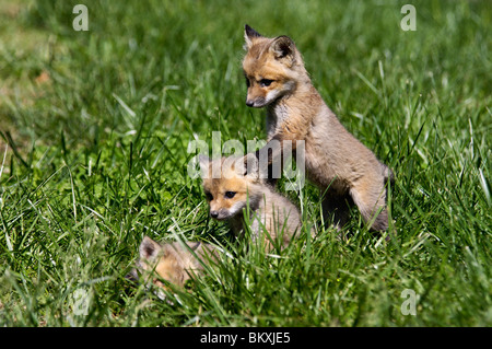 Drei Baby rote Füchse spielen zusammen in Floyd County, Indiana Stockfoto