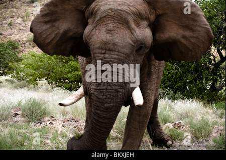 Kostenlos von einem großen Elefantenbullen, Damaraland, Namibia zu verspotten. Stockfoto