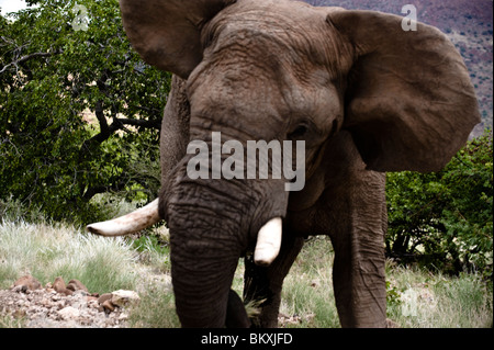 Kostenlos von einem großen Elefantenbullen, Damaraland, Namibia zu verspotten. Stockfoto