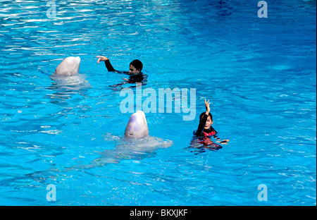 Zwei Delphine tanzen in Synchronisierung zu Delphin zeigen Safari World Bangkok; Thailand; Süd-Ost-Asien Stockfoto