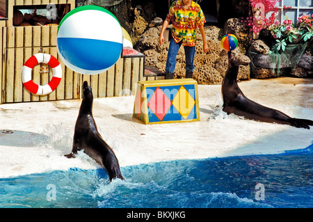 Zwei Seelöwen spielen Wit Kugeln am Delphin zeigen Safari World Bangkok; Thailand; Süd-Ost-Asien Stockfoto