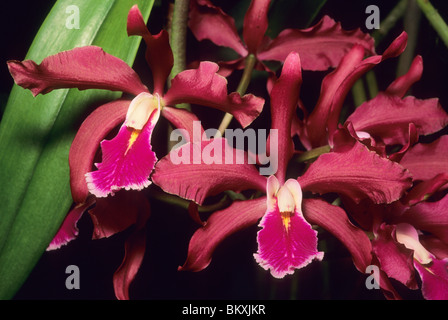 Orchidee, (Cattleya bicolor X Maxima), Costa Rica. Stockfoto