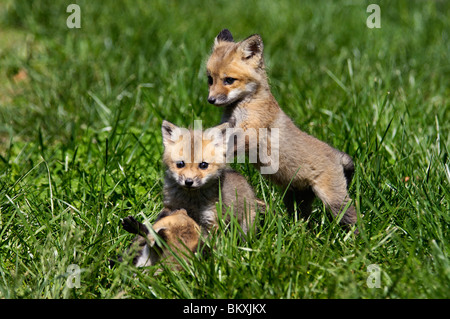 Drei Baby rote Füchse spielen zusammen in Floyd County, Indiana Stockfoto