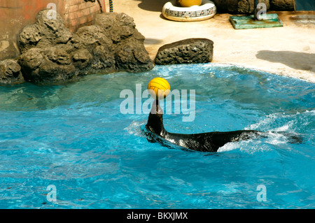 Ein Seelöwe Ausgleich einen gelben Ball in an seiner Mündung in Delphin zeigen Safari World Bangkok; Thailand; Süd-Ost-Asien Stockfoto