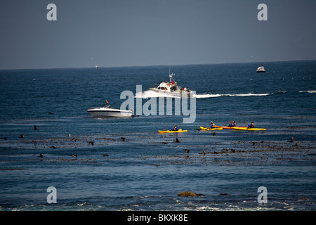 Eines der reichsten marinen Umgebungen der Welt Monterey Bay Monterey CA Stockfoto