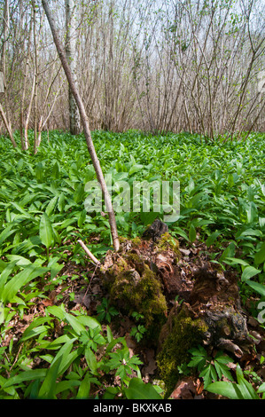 Pre Blüte Bärlauch (Allium Ursinum) im Wald Stockfoto