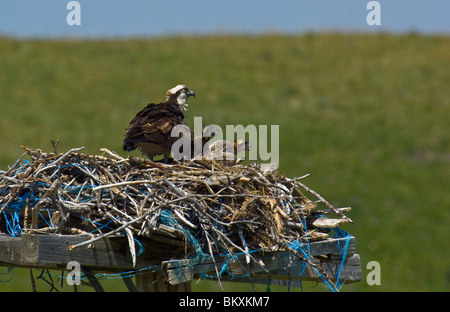 Fischadler Vogel mit zwei Küken in einem nest Stockfoto
