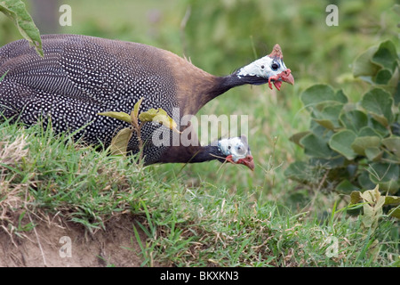 Helmeted Guineafowls (Numida meleagris), Tsavo East National Park, Kenia. Stockfoto