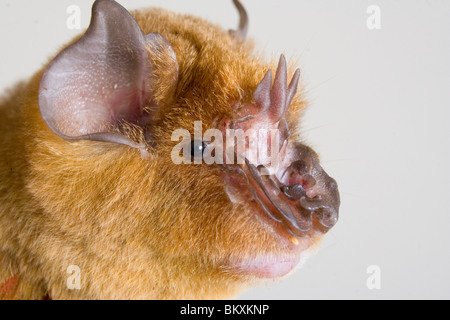 Afrikanische trident bat (Triaenops Afer) Kopf, an der Küste Kenias. Stockfoto