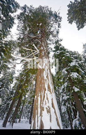 Zeder mit Schnee bedeckt. Stockfoto