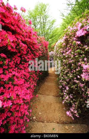 Azaleen und Rhododendren im Punch Bowl, Valley Gardens, The Royal Landscape, Windsor Great Park, Surrey, Vereinigtes Königreich Stockfoto