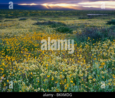 Carrizo Plain National Monument, CA: Desert Wildblumen und schrägen Morgensonne Strahlen über den Tremblor-Bergen Stockfoto