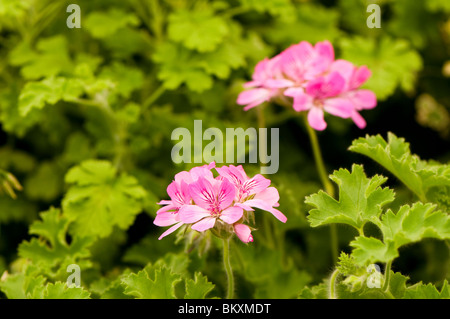 Pelargonien "Pink Capitatum" in Blüte Stockfoto