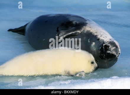 Harp Seal, (Phoca Groenlandica), Mutter & Pup, Magdalen Island, Quebec, Ost-Kanada. Stockfoto