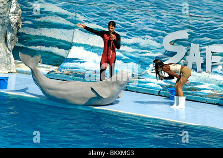 Kommunikation mit dem Trainer aus dem blauen Wasser am Dolphin Delfin show Safari World Bangkok; Thailand; Süd-Ost-Asien Stockfoto