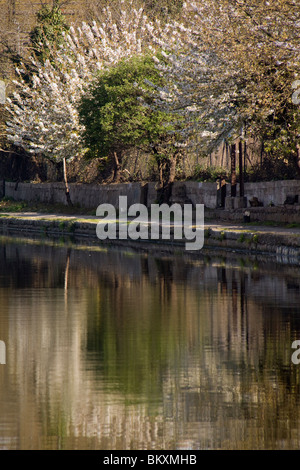 Frühling, Bäume, Blüte, ein sonniger Tag, der Fluß Lea, London, Großbritannien. Stockfoto