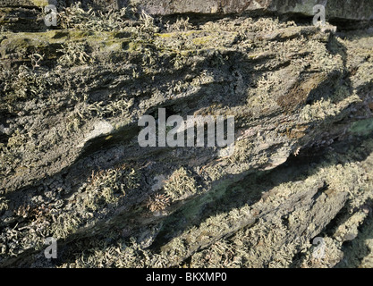 Flechten auf devonischen Kalksteinfelsen, das Tal der Felsen, Exmoor, Devon Stockfoto