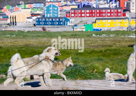 Inuit-Schlittenhunde und farbenfrohen Gehäuse bei Ilulissat in Grönland Stockfoto