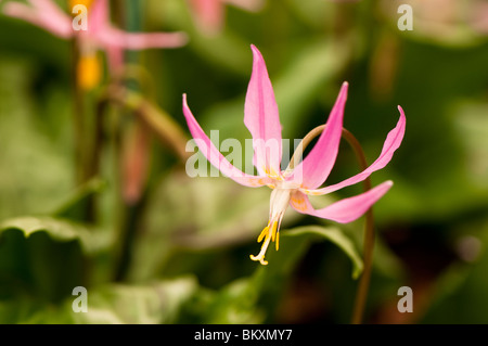 Erythronium Revolutum in Blüte Stockfoto