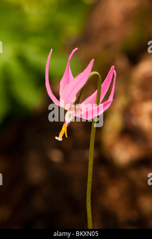 Erythronium Revolutum in Blüte Stockfoto