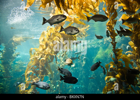 Oft zitiert als die landesweit besten Aquarium, ist Monterey Bay Aquarium, Heimat von mehr als 30.000 Meeresbewohner, Vögel, Säugetiere Stockfoto