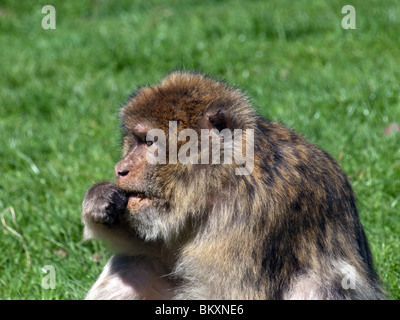 Barbary ape oder Barbary macaque (Macaca sylvanus), in nachdenklicher Pose an Trentham Gardens, Stoke-on-Trent Stockfoto