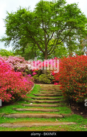 Azaleen und Rhododendren in der Bowle, Valley Gardens, die Royal Landschaft, Windsor Great Park, Surrey, Vereinigtes Königreich Stockfoto