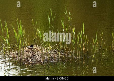 Eine eurasische Blässhuhn (Fulica Atra) sitzt auf einem Nest in Virginia Water, The Royal Landscape, Surrey, Vereinigtes Königreich Stockfoto