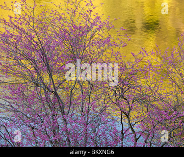 Sierra National Forest, CA: Blüte Redbud (Cercis Canadensis) gegen Reflexionen des Merced River Stockfoto