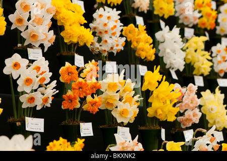 Anzeige von verschiedenen Sorten von Narzissen auf der RHS Show in Cardiff im Jahr 2010 Stockfoto