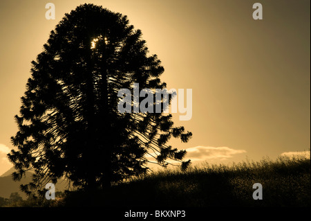 Bunya Pine - gebürtig in Südost-Queensland, Australien. Stockfoto