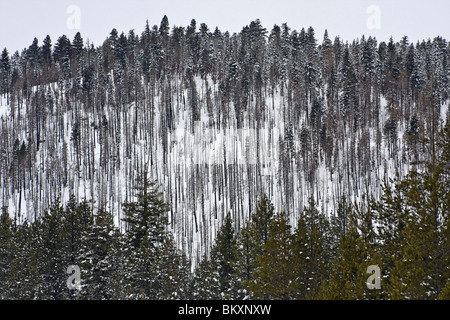 Winter-Szene der verbrannte Fläche unter Pinien entlang Angora Ridge in der Nähe der Ufer des Lake Tahoe, Kalifornien, USA Stockfoto