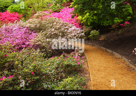 Azaleen und Rhododendren im Punch Bowl, Valley Gardens, The Royal Landscape, Windsor Great Park, Surrey, Vereinigtes Königreich Stockfoto